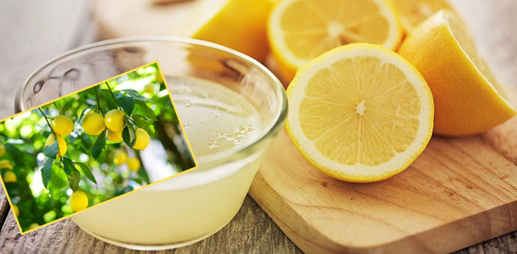 خوش ذائقہ اور رسیلا لیموں صحّت کے لیے کتنا مفید ہے؟