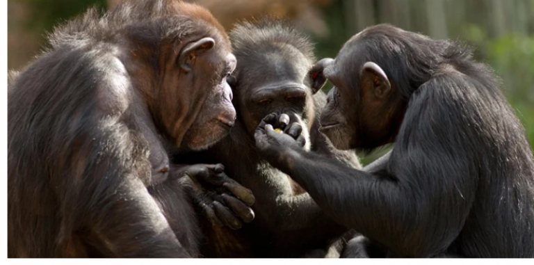 چمپانزی کیڑوں سے کیسے علاج کرتے ہیں؟ حیران کن انکشاف